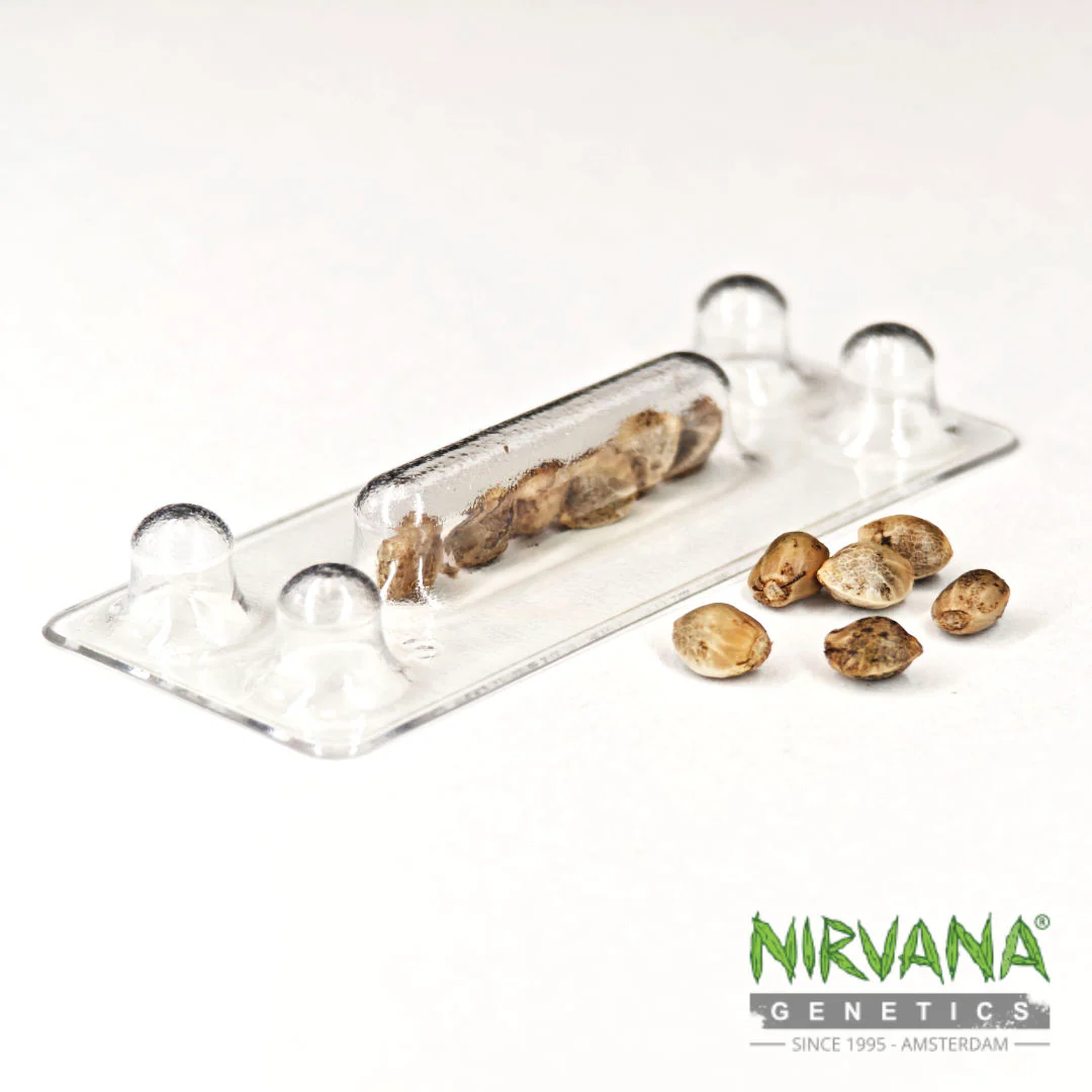 Skywalker OG Feminized - Image 3