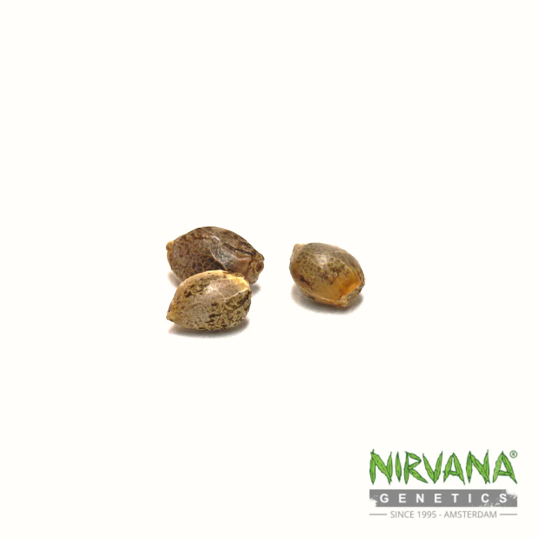 Skywalker OG Feminized - Image 4