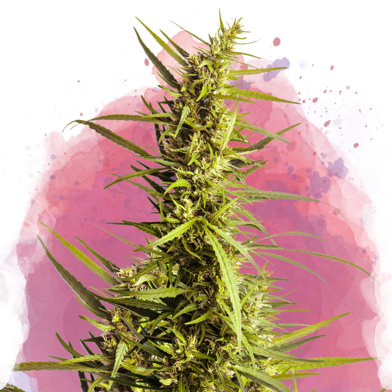 Indica Cannabis Strains
