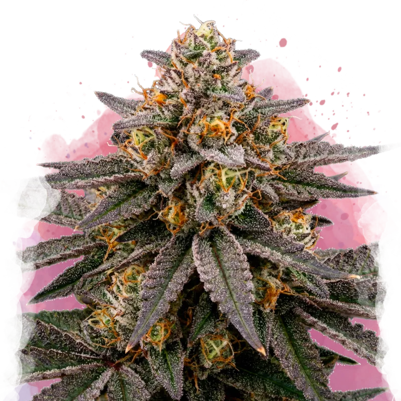 Easy to grow