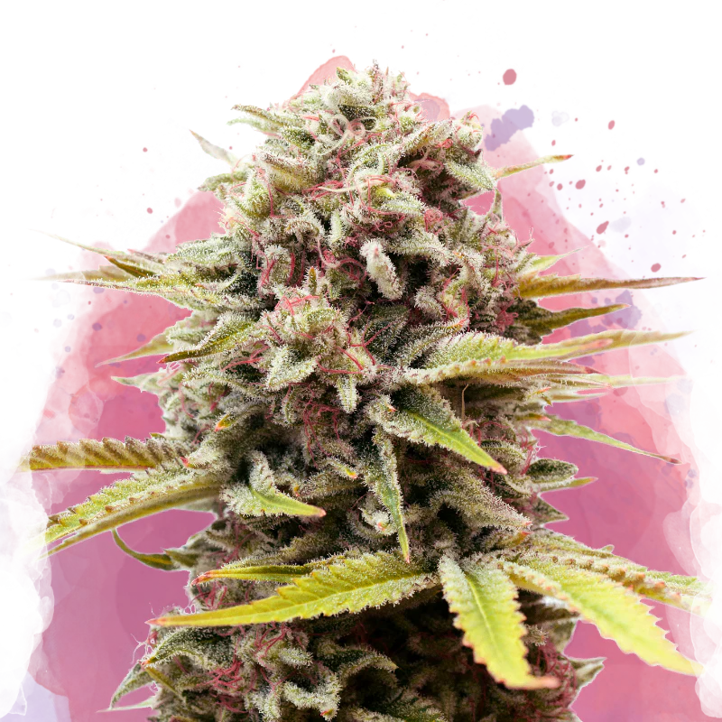 Bubblelicious Feminized