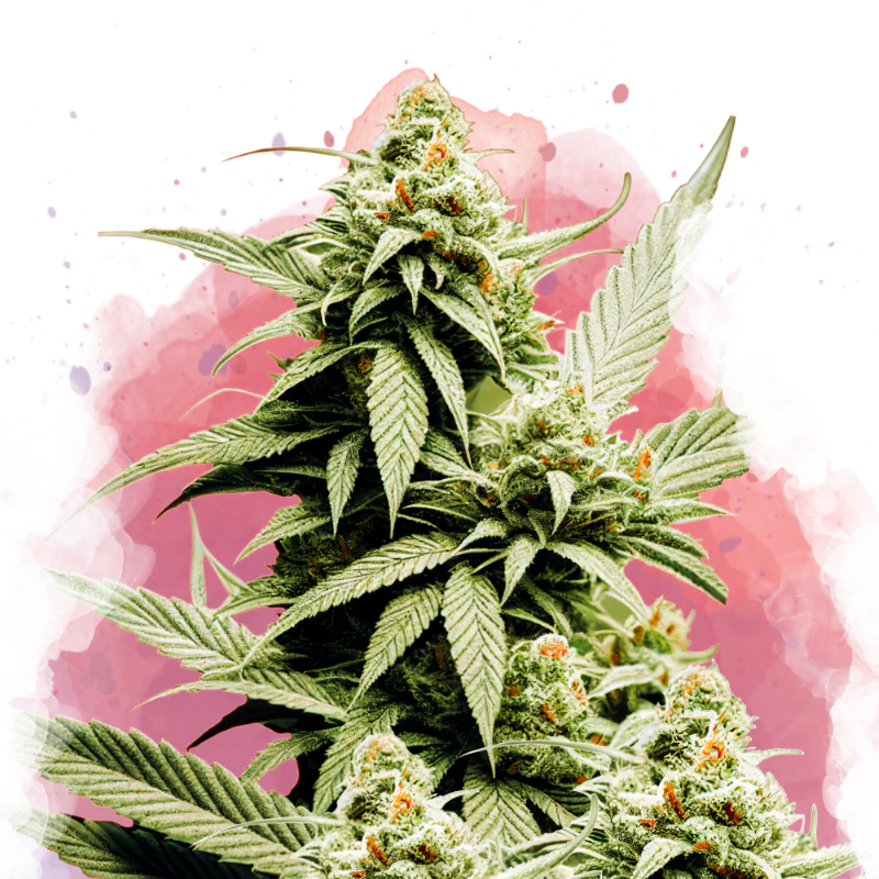 All Nirvana Seeds