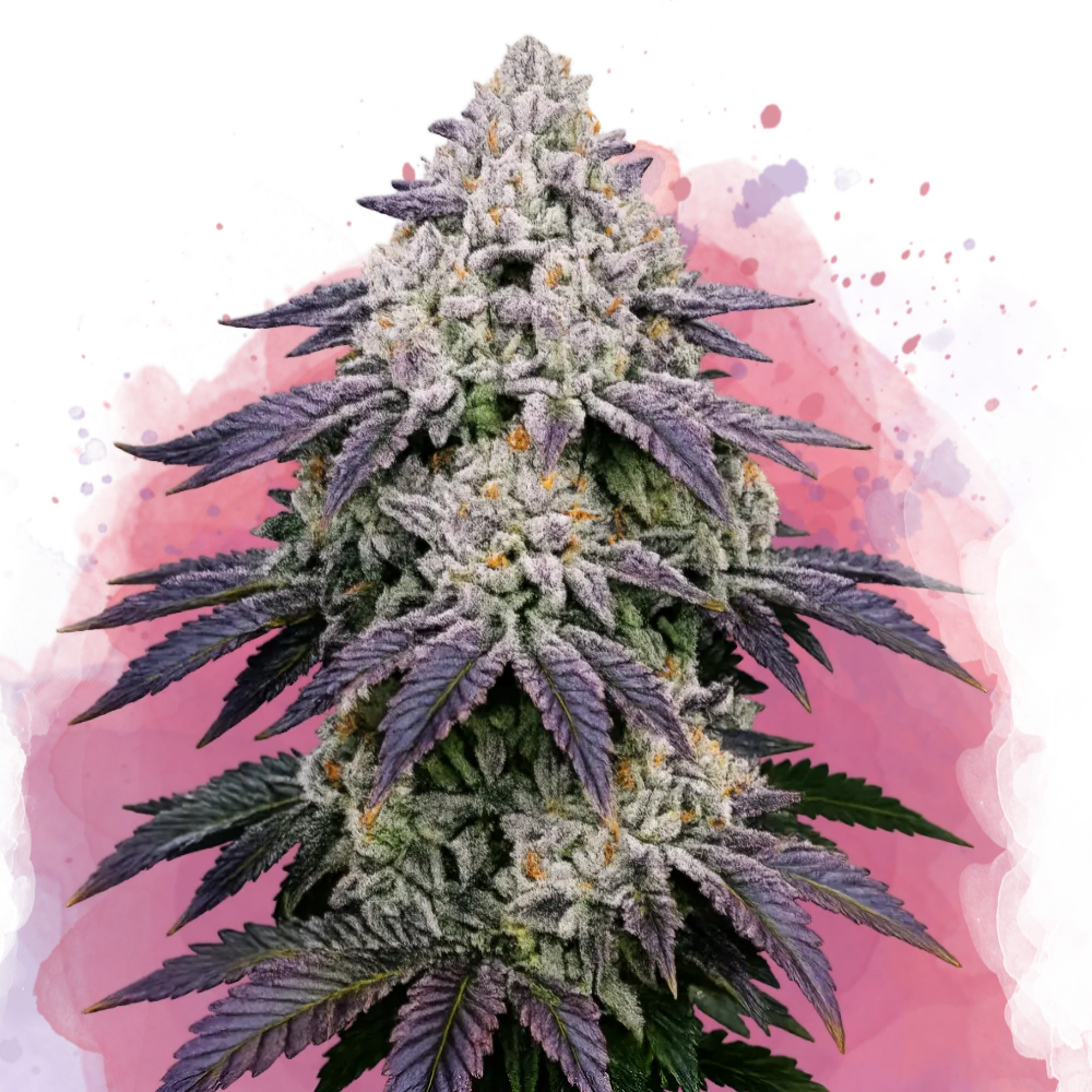 New strains [homepage]