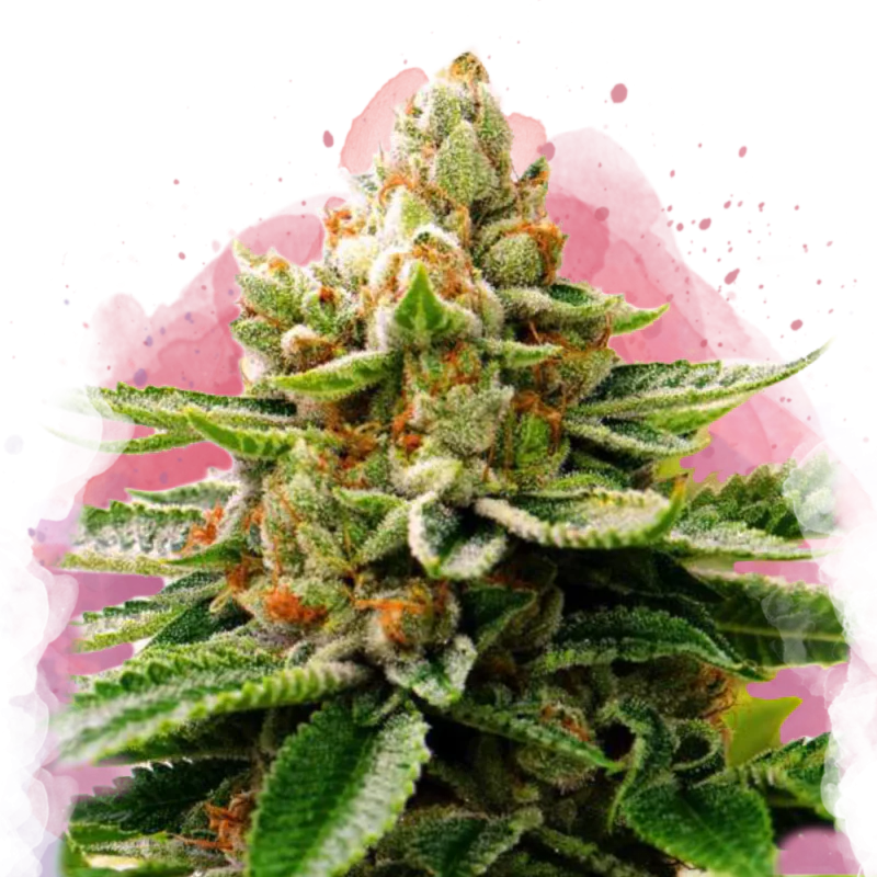 LSD Feminized